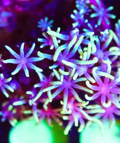 Wysiwyg Lime Green GSP Frag [F88]