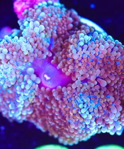 Wysiwyg Florida Ricordea Frag [F89]