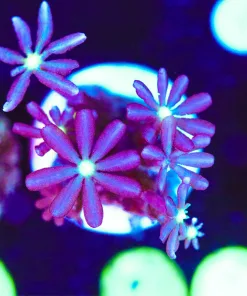 Wysiwyg Daisy Coral Frag [F90]