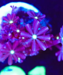 Wysiwyg Daisy Coral Frag [F91]