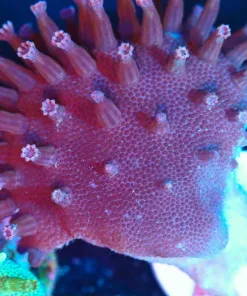 Wysiwyg Leather Coral Frag [F93]
