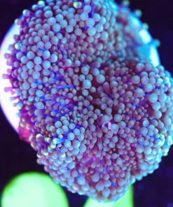 Wysiwyg Florida Ricordea Frag [F94]