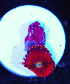 Wysiwyg Small Pink Zoa Frag [F95]