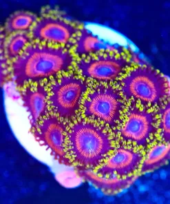 Wysiwyg Japanese Eagle Zoanthid Frag [F96] *many heads*