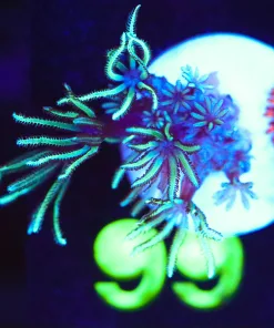 Wysiwyg Small Pipe Organ Frag [F99]