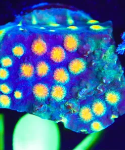 Wysiwyg Small Cyphastrea Frag [F102]