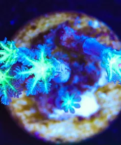 Wysiwyg SMall Clove Polyp Frag [F103]