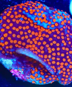 Wysiwyg Montipora Frag [F104]