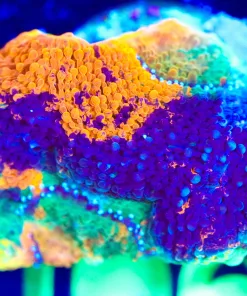 Wysiwyg Orange Marbled Acan Frag [F106]