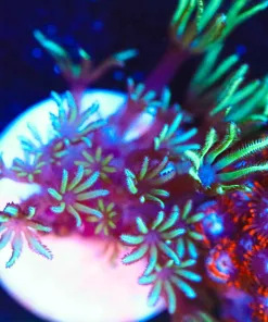 Wysiwyg Pipe Organ Frag [F107]