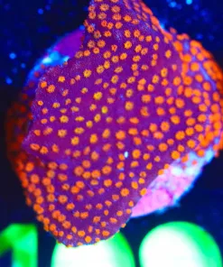 Wysiwyg Combo Zoanthid Frag [F109]