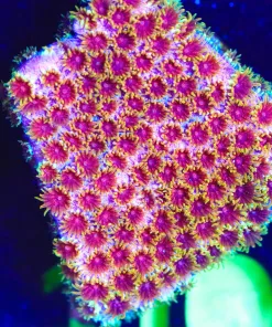 Wysiwyg Skittle Bomb Cyphastrea Frag [F110]