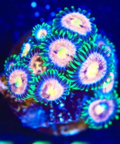 Wysiwyg Lazer Lemon Zoanthid Frag [F111]