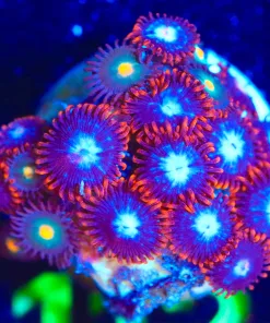 Wysiwyg Fire N ICe Frag [F112]