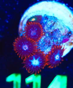 Wysiwyg Small Zoanthid Frag [F114]