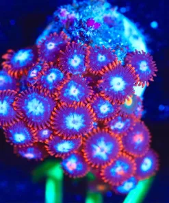 Wysiwyg Large Fire N Ice Zoanthid Frag [F117]
