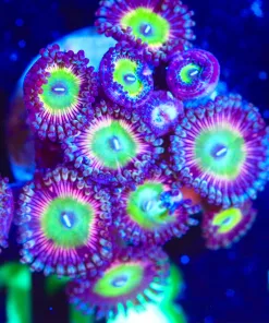 Wysiwyg Large Zoanthid Frag [F118]