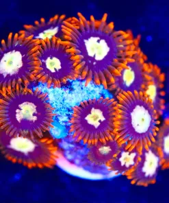 Wysiwyg Sun Storm Zoanthid Frag [F120]