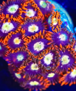 Wysiwyg Large Sun Storm Zoanthid Frag [F121]