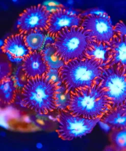 Wysiwyg Fire N Ice Zoanthid Frag [F125]