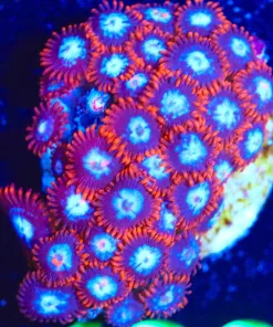 Wysiwyg Large Fire N Ice Zoanthid Frag [F126]