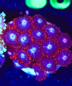 Wysiwyg Zoa Frag [F128]