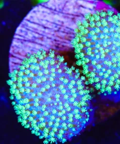 Wysiwyg 2x Unique Leaher Frags On A Plug [F129]