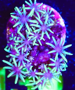 Wysiwyg Lime Green GSP Coral Frag [F130]
