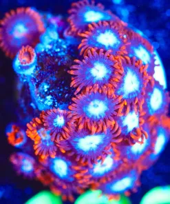 Wysiwyg Fire N Ice Zoa Frag [F133]