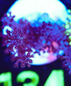 Wysiwyg Kenya Tree Frag [F134]