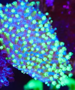Wysiwyg Toadstool Coral Frag [F135]