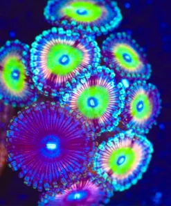 Wysiwyg Combo Zoanthid Frag [F136]