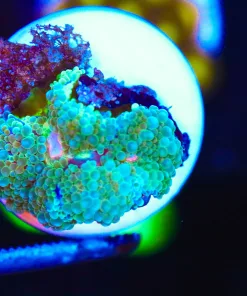 Wysiwyg Small Florida Ricordea Frag [F137]