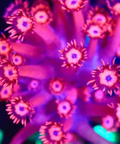 Wysiwyg Ruby Red Flowerpot Coral Frag [F138]