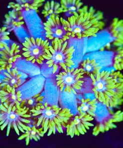 Wysiwyg Lime Flowerpot Coral Frag [F142]