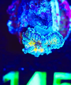 Wysiwyg Tiny Yuma Frag [F145]