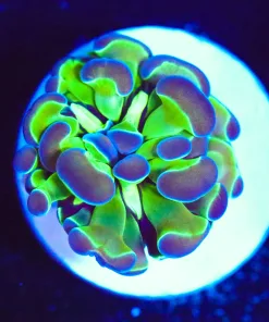 Wysiwyg Tiny Hammer Coral Frag [F146]