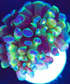 Wysiwyg Hammer Frag [F147] *Free shipping! Minimum $249 livestock spend*