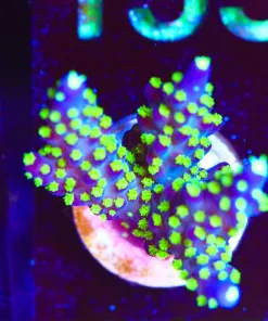 Wysiwyg Large Bonsai Acropora Frag [F148]