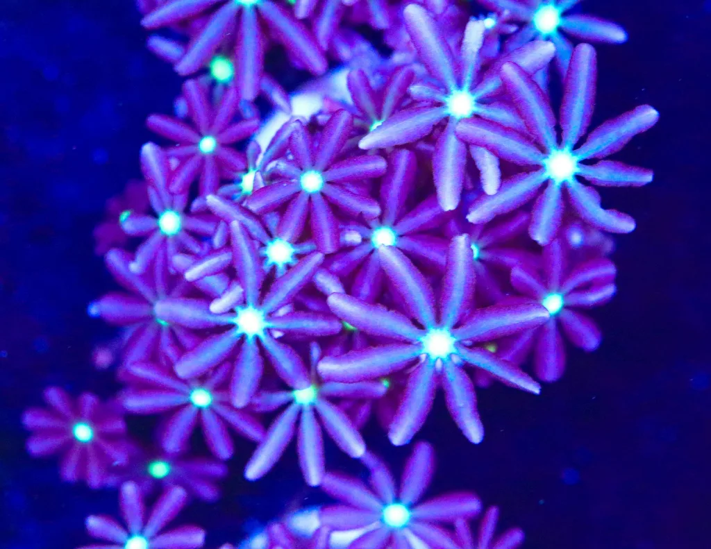 Frag Box Corals