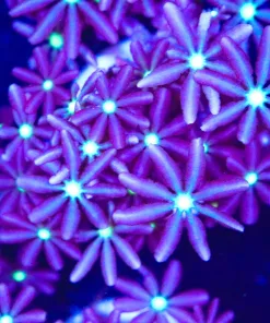 Electric Daisy Coral Frag (Row #39:B) ***