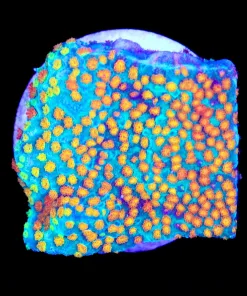 Reverse Rainbow Montipora Frag  (Row #44:B)