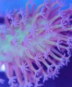 Unqiue Leather Coral Frag (Row #45:B)