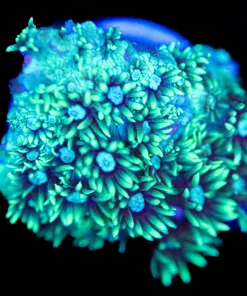 Limegreen Flowerpot Coral Frag (Row #66:B)