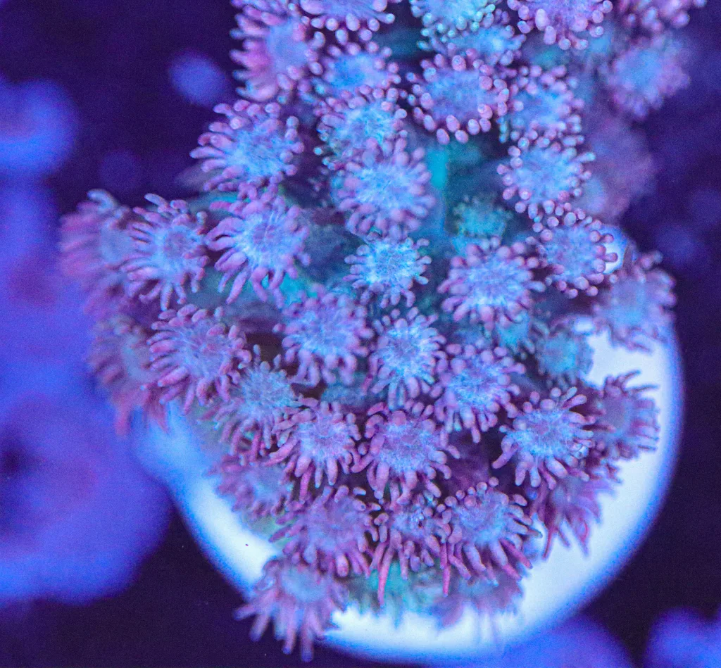 Frag Box Corals