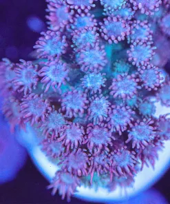 Flowerpot Coral Frag (Row #72:B)