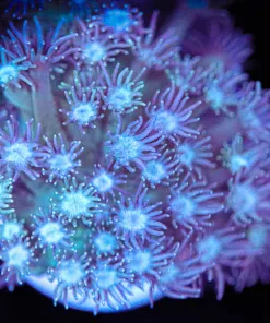 Flowerpot Coral Frag (Row #75:B)