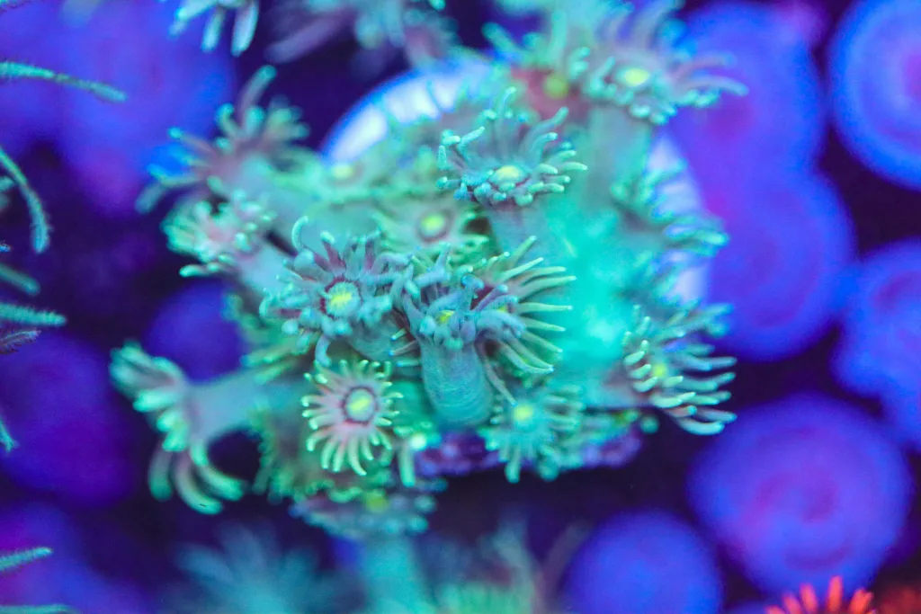Frag Box Corals