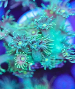Flowerpot Coral Frag (Row #73)