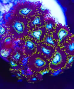 Black Hole Sun Zoanthid Frag (Row #1) *rare*